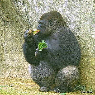 Gorilla Nkosi - [RIP] - NC Zoo