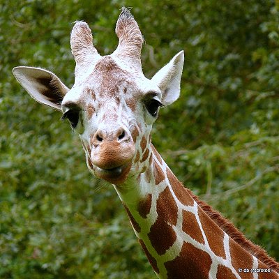Giraffe - NC Zoo