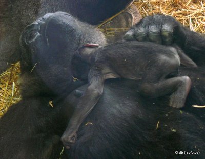 Baby Gorilla 'Bomassa' - 3 Day Old