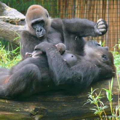 Gorillas - NC Zoo