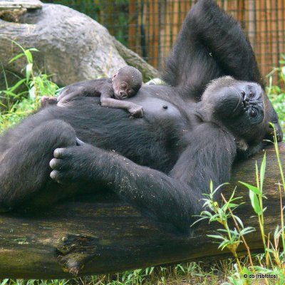 Baby Gorilla 'Bomassa' - NC Zoo