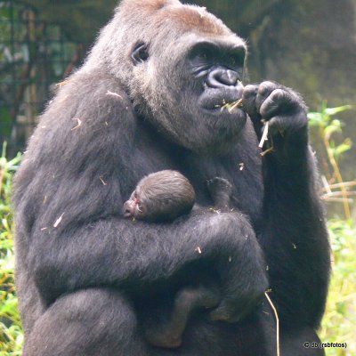 3 Day Old Gorilla 'Bomassa' - NC Zoo