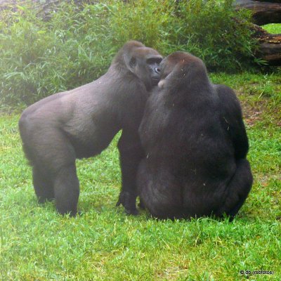 Gorillas - NC Zoo