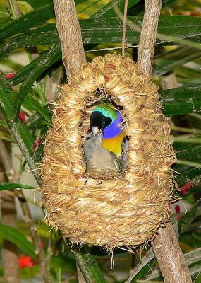 Australian Gouldian Finch