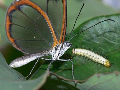 Glasswing Butterfly