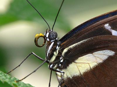 Heliconius Butterfly