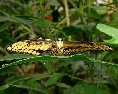 Giant Swallowtail Butterfly