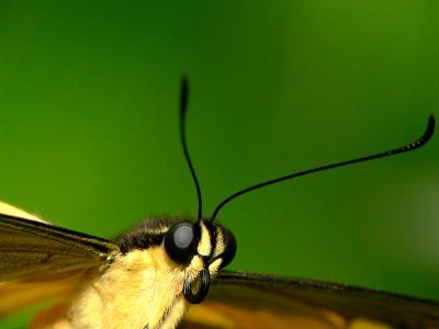 Giant Swallowtail Butterfly