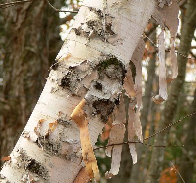 New England Birch