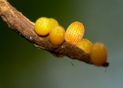 Butterfly Eggs