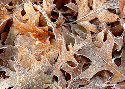 Winter Frost