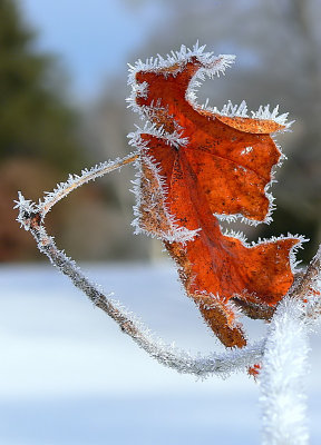 'Rorschach' Winter Frost - Caped Winter Traveler