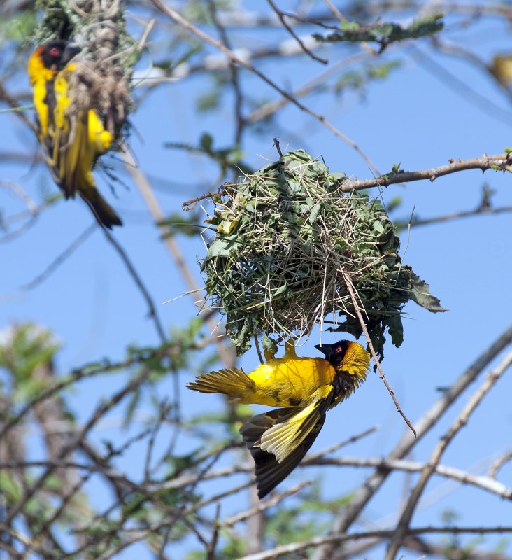 Weaver bird making nest