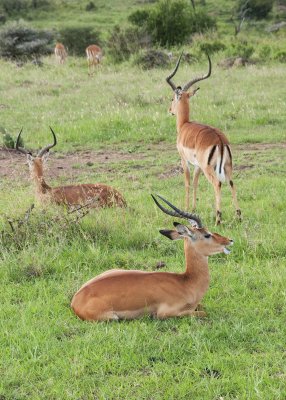 Impala