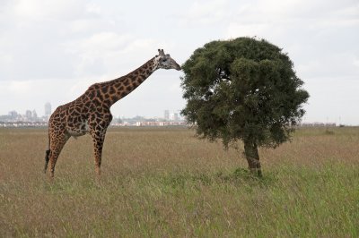 Giraffe