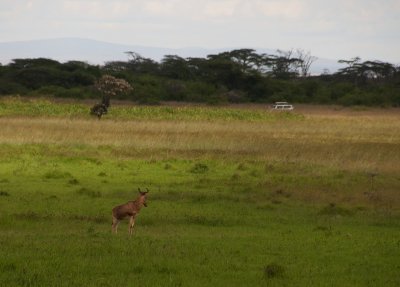 A Hartebeast watches