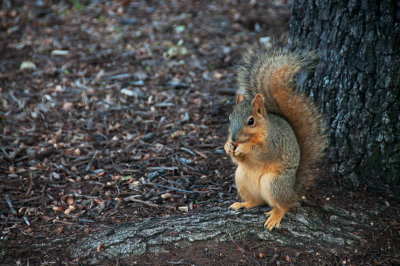 Squirrel