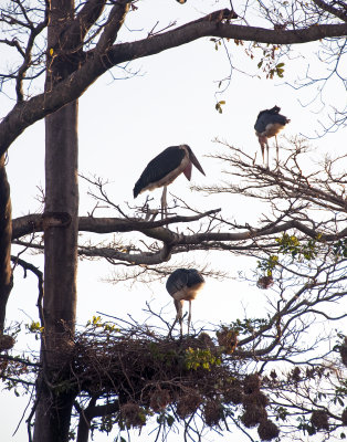 Marabou Storks in a tree