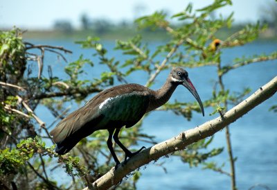 Hadada Ibis on Lake Victoria