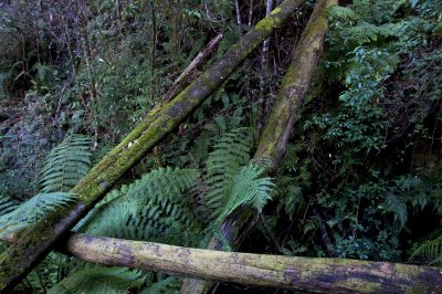 Rain forest logs