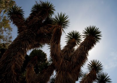 San Diego palm trees