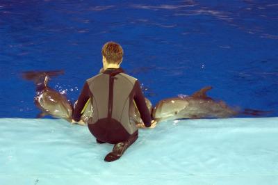 Dolphins and trainer