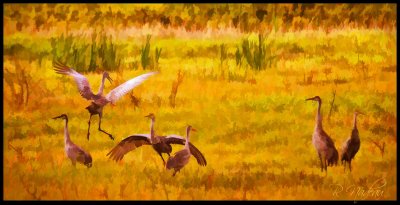Sandhill Cranes 2