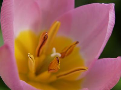 Lotus Tulip