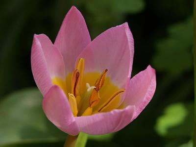 Lotus Tulip