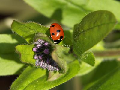 Ladybird / bug