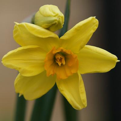 Narcissus Canary Bird