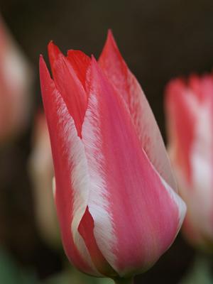 Tulip Czaar Peter