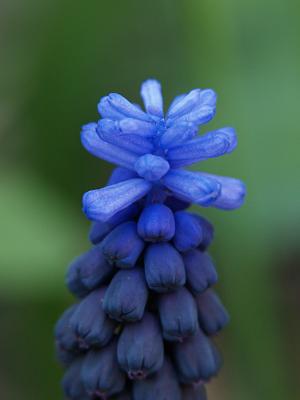 Muscari Latifolium