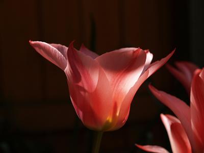 Tulip Czaar Peter