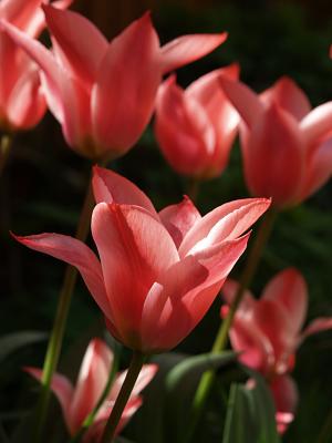 Tulip Czaar Peter