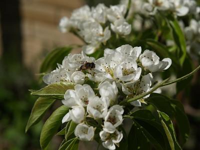 Pear blossom