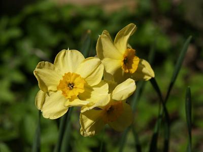 Narcissus Canary Bird