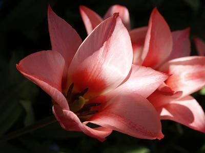 Little Keukenhof II