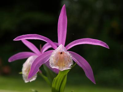 Nepali orchidee