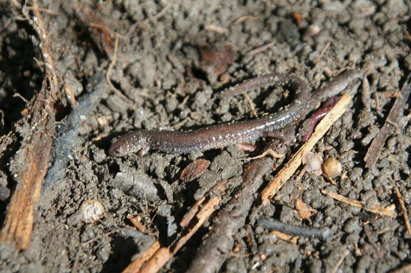 Redback Salamander
