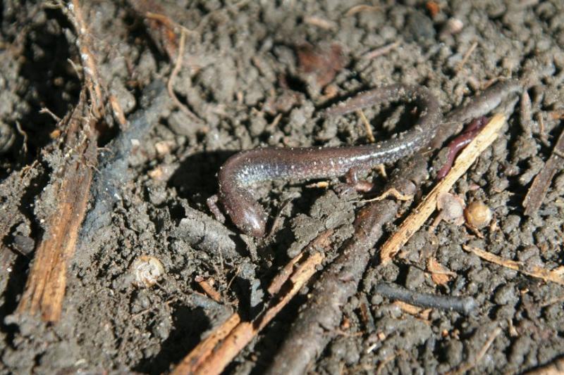 Redback Salamander