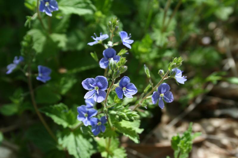 Birds-eye Speedwell