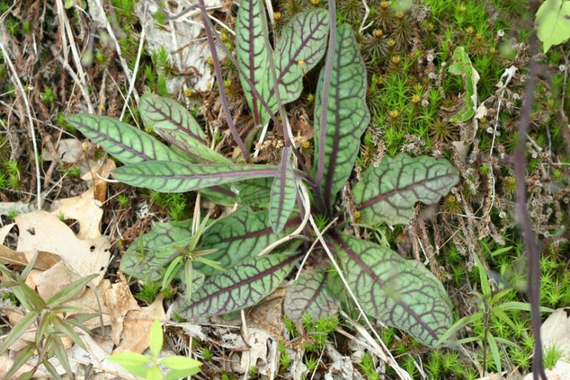Rattlesnake Weed (Leaves)