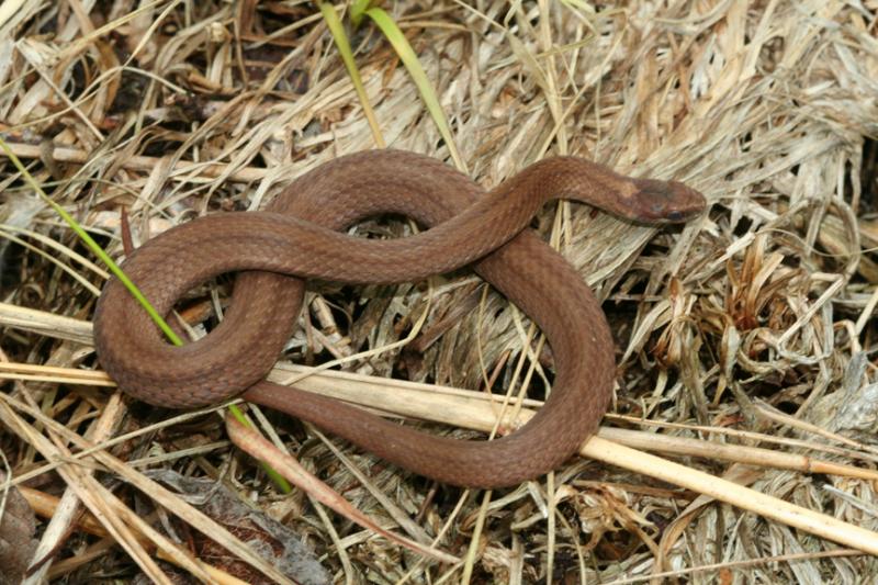Brown Snake