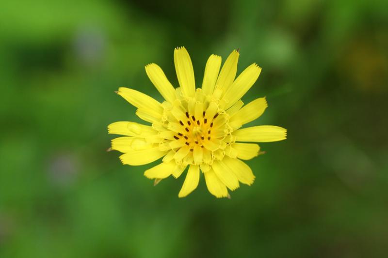 Yellow Goatsbeard