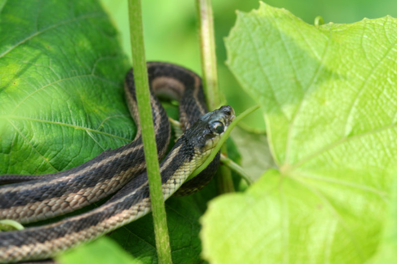 Garter Snake