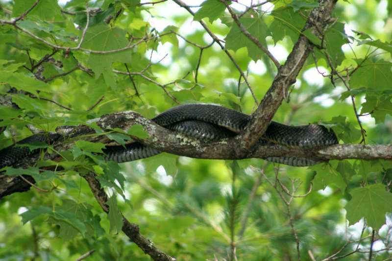 Black Rat Snake