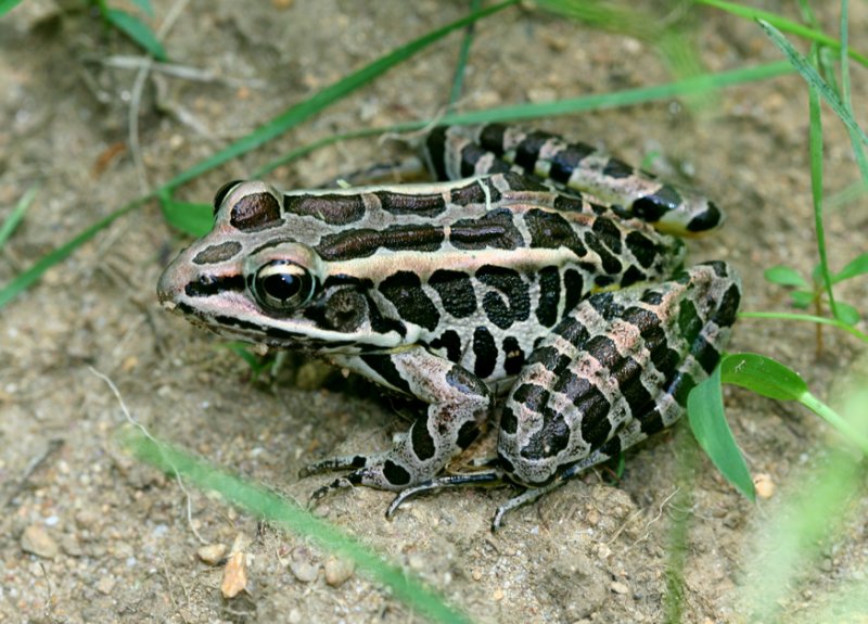 Pickerel Frog