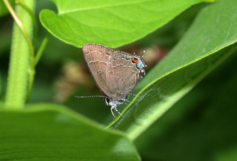 Banded Hairstreak