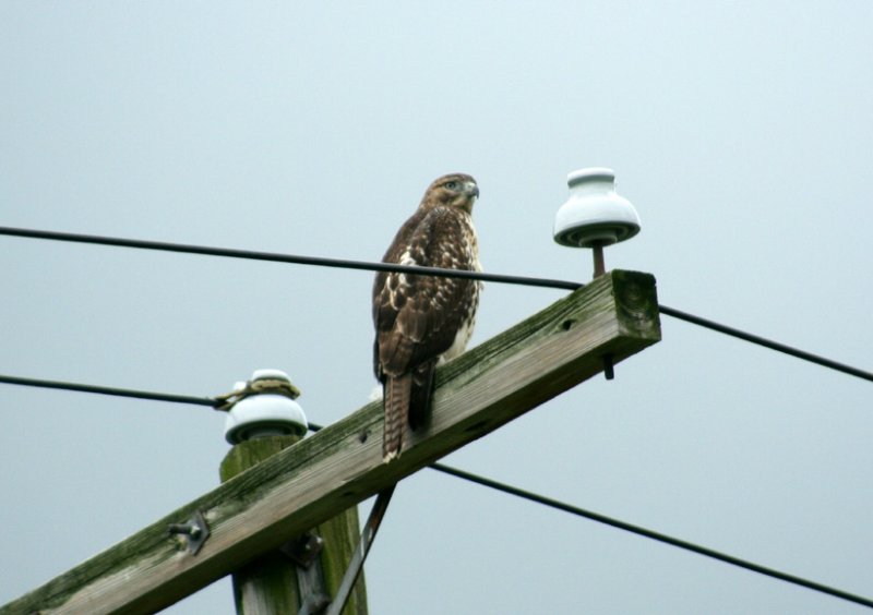 Red-tailed Hawk